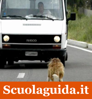 Animali investiti in strada: è obbligatorio il Pronto Soccorso!